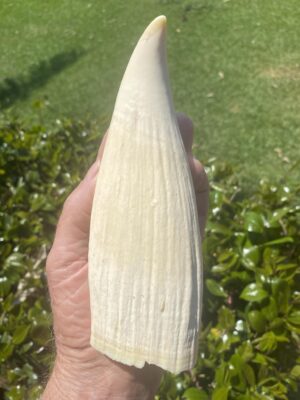 Authentic Sperm Whale Tooth