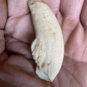 Juvenile Sperm Whale Tooth