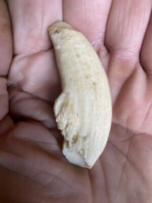 Juvenile Sperm Whale Tooth